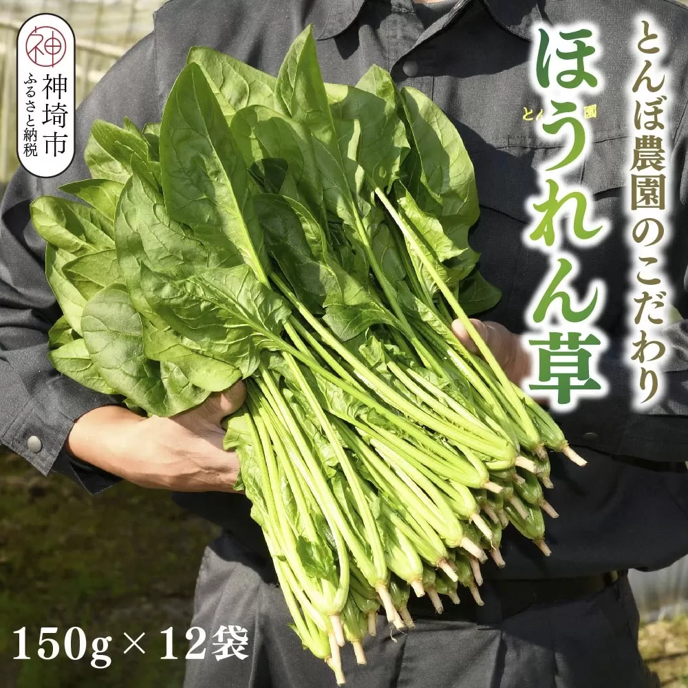 ほうれん草 約1.8kg（150g x 12袋）【ハウス栽培 産地直送 クール便 佐賀県脊振山麓産】(H091114)