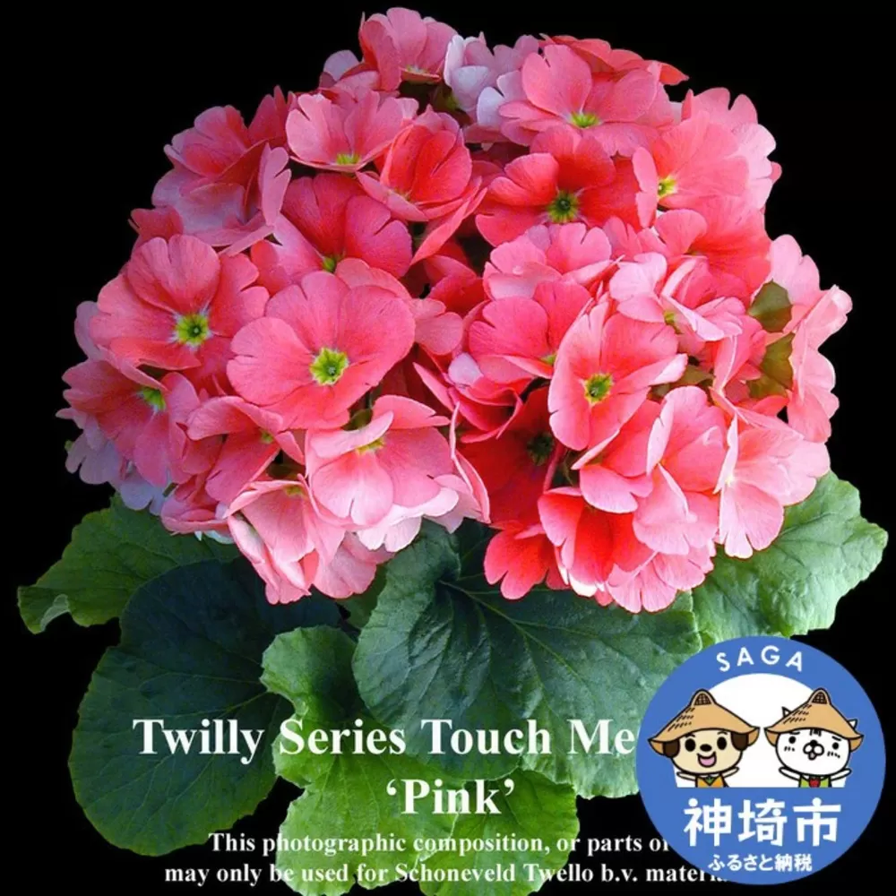 [先行受付1月7日より発送 数量・期間限定]プリムラ オブコニカ タッチミー 5号鉢×3鉢 3色おまかせセット [鉢花 ふるさと納税 プリムラ](H069114)