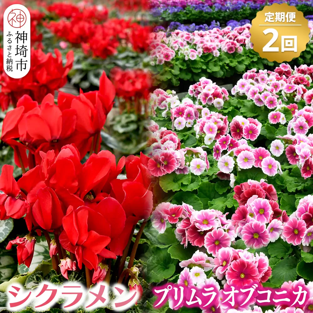 [先行受付11月20日より発送 数量・期間限定]シクラメン レッド6号鉢・プリムラ オブコニカ5号鉢×3鉢の定期便 2回(11月・1月) [クリスマスまでにシクラメンが届きます!!](H069116)
