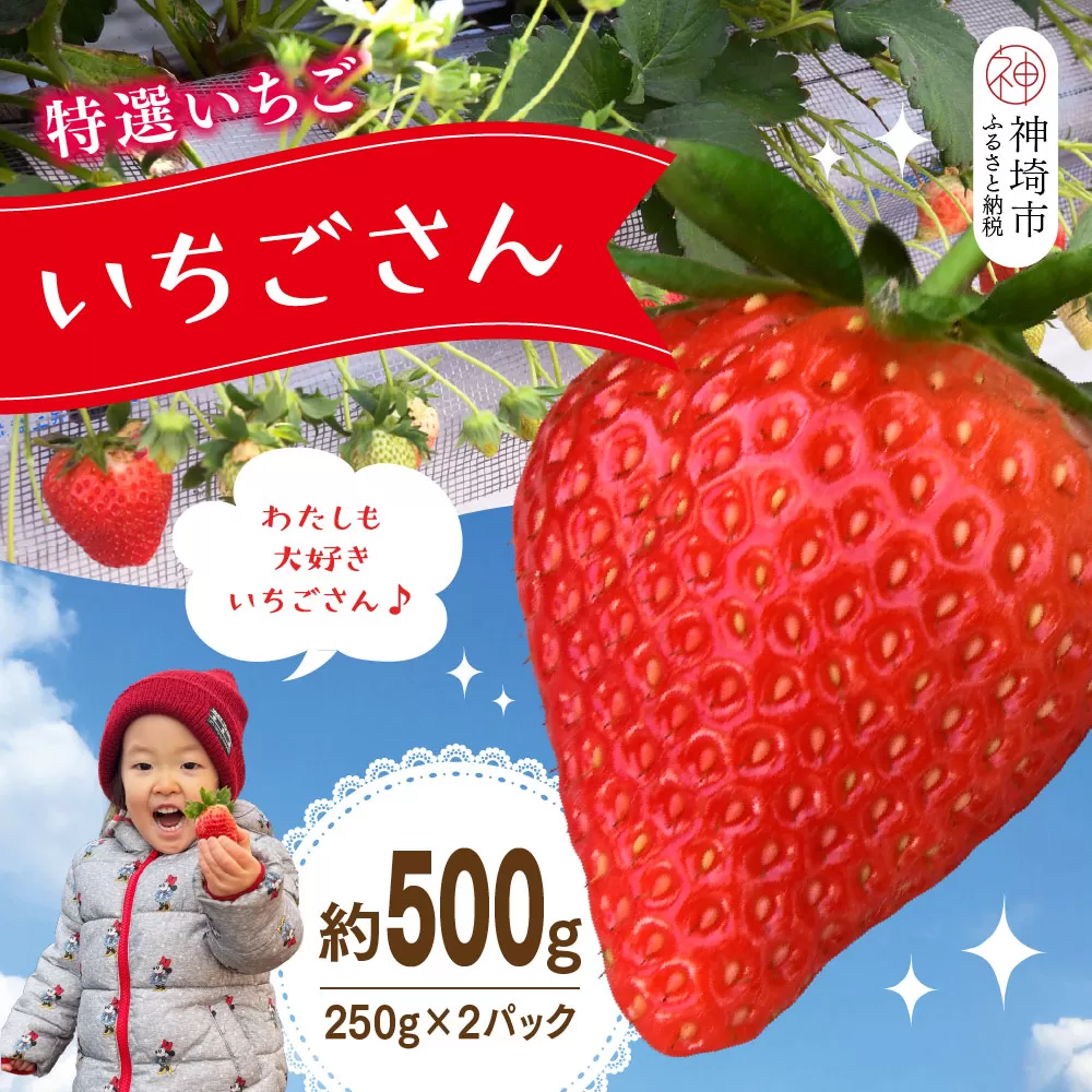 【先行受付 令和9年1月下旬より発送開始】特選いちご(いちごさん) 250g×2パック【苺 イチゴ ブランドいちご 朝採れ デザート スイーツ フルーツ 誕生日ケーキ バレンタイン】(H101106)