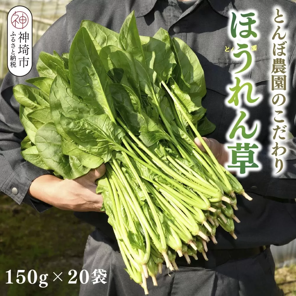 ほうれん草 約3kg（150g x 20袋）【ハウス栽培 産地直送 クール便 佐賀県脊振山麓産】(H091115)