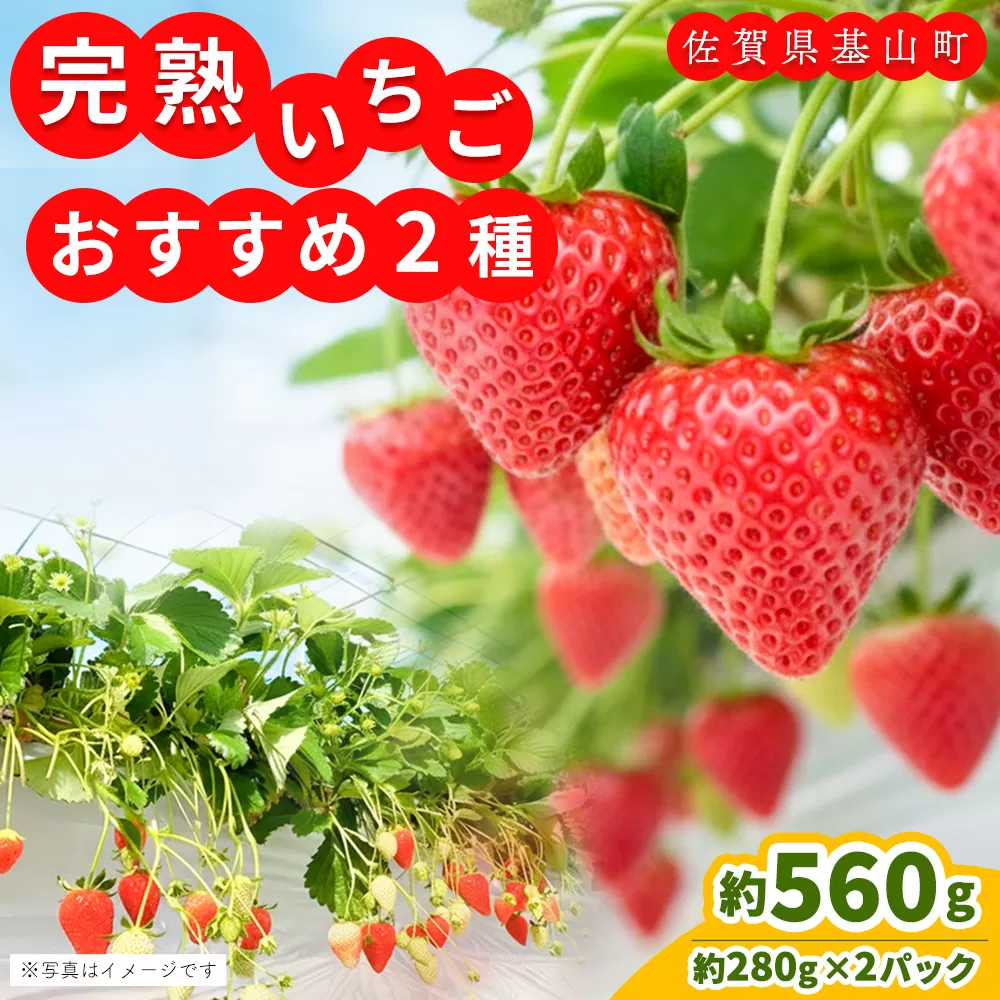 【農場直送いちご】いちご2品種食べ比べ(約280g×2P)【ふるさと納税 基山町産 イチゴ 朝採れ 完熟果 KBCテレビ「ふるさとwish」で紹介されました】K100009