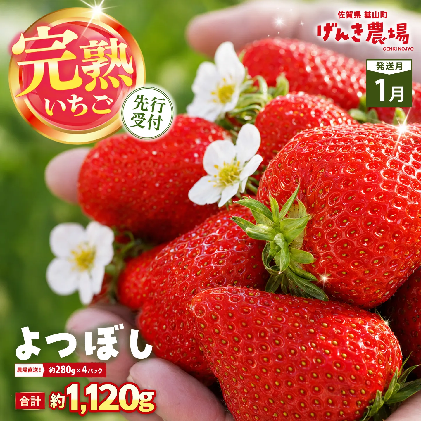 【2027年1月発送】【先行予約】【農場直送！】よつぼし(約280g×4P)【ふるさと納税 佐賀県 基山町産 げんき農場 苺 ブランド苺 イチゴ いちご フルーツ 果物 くだもの 美味しい おいしい 甘い ストロベリー 産地直送 朝採れ 完熟果 KBCテレビ「ふるさとwish」で紹介されました】K100068