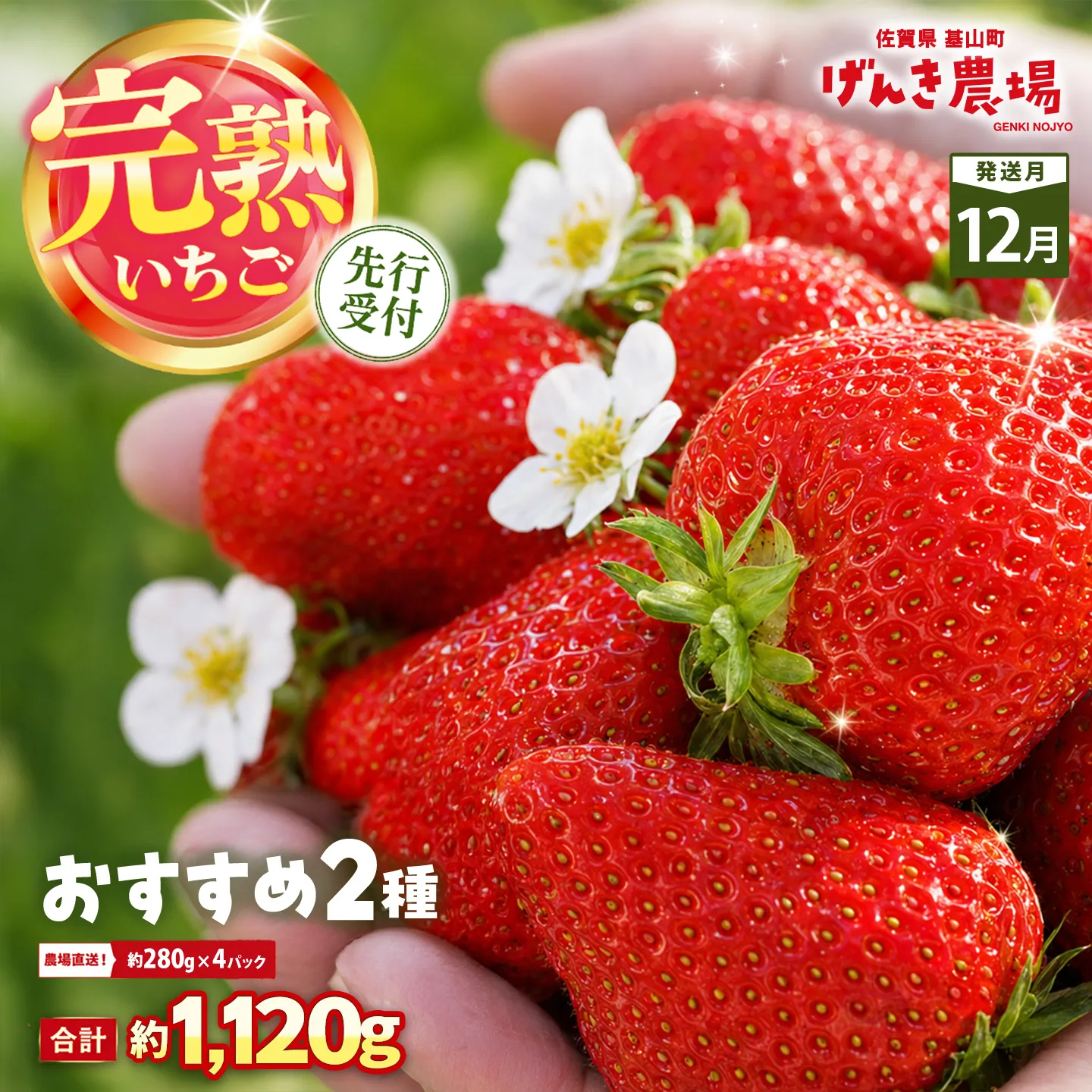 【2026年12月発送】【先行予約】【農場直送！】いちご2品種食べ比べ(約280g×4P)【ふるさと納税 佐賀県 基山町産 げんき農場 苺 ブランド苺 イチゴ いちご フルーツ 果物 くだもの 美味しい おいしい 甘い ストロベリー 産地直送 朝採れ 完熟果 KBCテレビ「ふるさとwish」で紹介されました】K100064