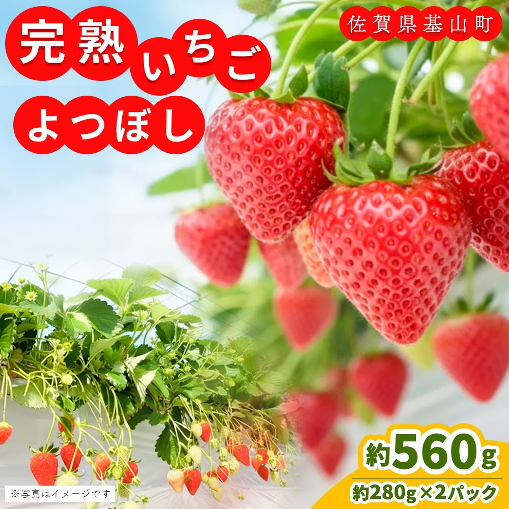 【先行受付 2026年1月より発送】【農場直送!】よつぼし(約280g×2P)【ふるさと納税 基山町産 いちご イチゴ 朝採れ 完熟果】K100001