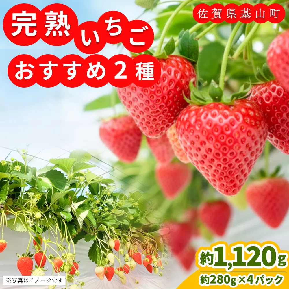 【先行受付 2026年1月より発送】【農場直送！】いちご2品種食べ比べ(約280g×4P)【ふるさと納税 基山町産 いちご イチゴ 朝採れ 完熟果】K100010