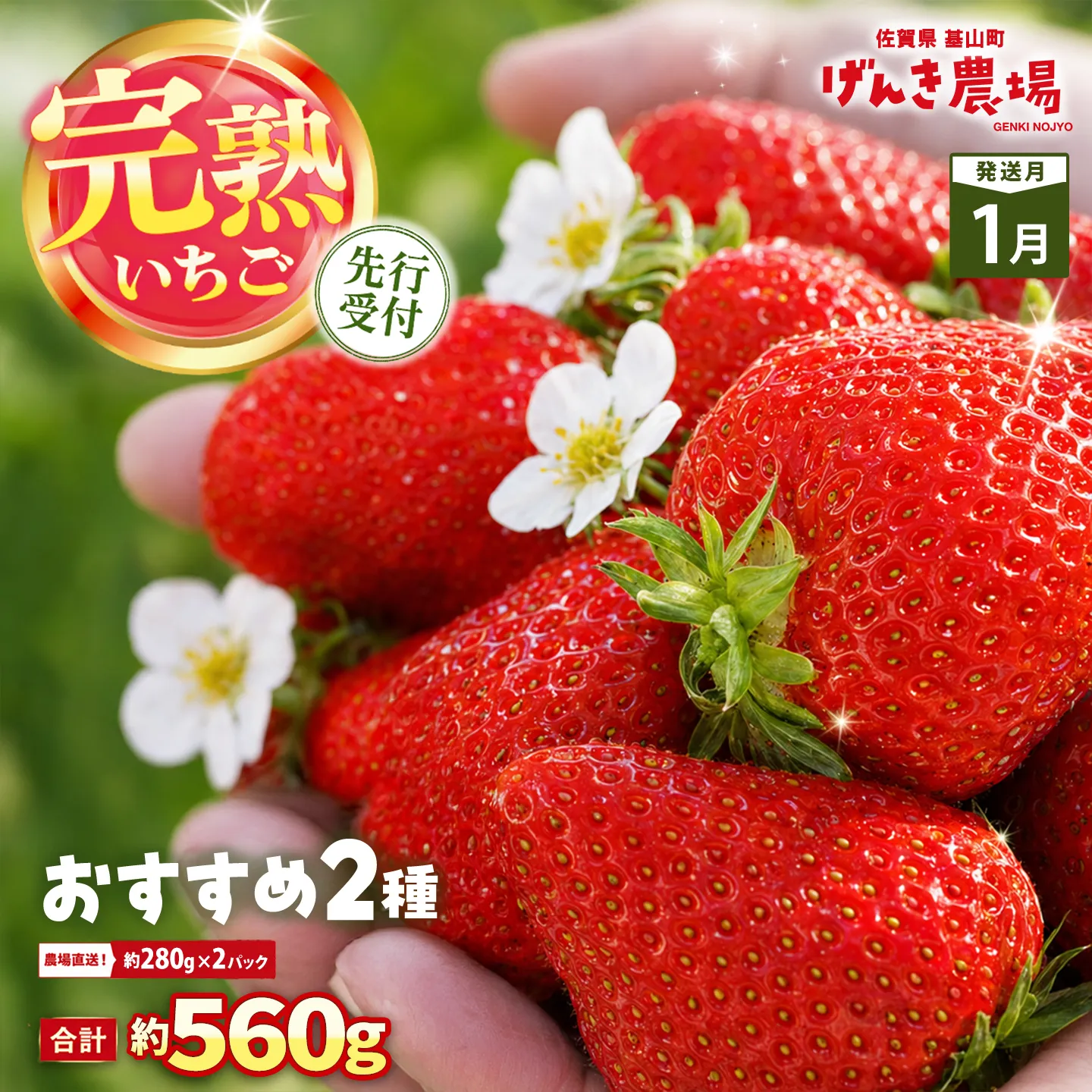 【2027年1月発送】【先行予約】【農場直送！】いちご2品種食べ比べ(約280g×2P)【ふるさと納税 佐賀県 基山町産 げんき農場 苺 ブランド苺 イチゴ いちご フルーツ 果物 くだもの 美味しい おいしい 甘い ストロベリー 産地直送 朝採れ 完熟果 KBCテレビ「ふるさとwish」で紹介されました】K100075