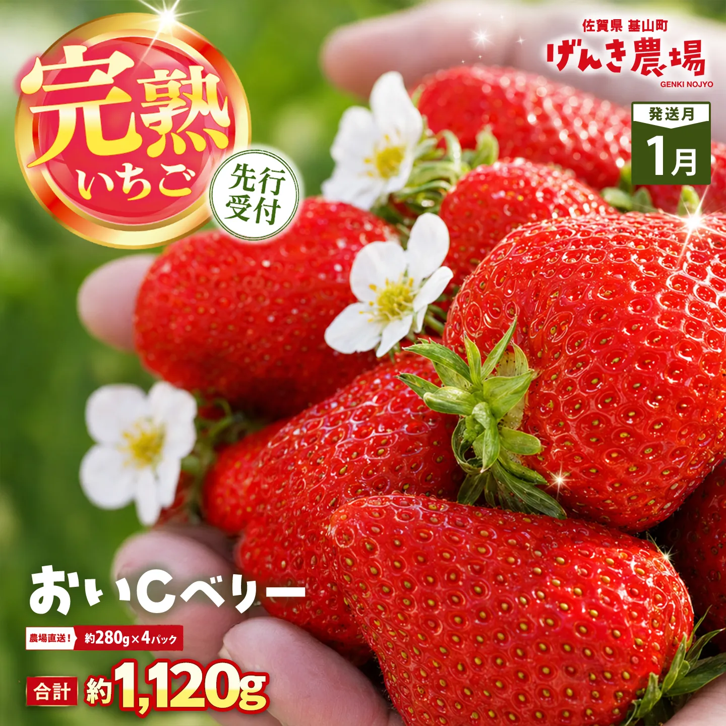 【2027年1月発送】【先行予約】【農場直送！】おいCベリー(約280g×4P)【ふるさと納税 佐賀県 基山町産 げんき農場 苺 ブランド苺 イチゴ いちご フルーツ 果物 くだもの 美味しい おいしい 甘い ストロベリー 産地直送 朝採れ 完熟果 KBCテレビ「ふるさとwish」で紹介されました】K100078