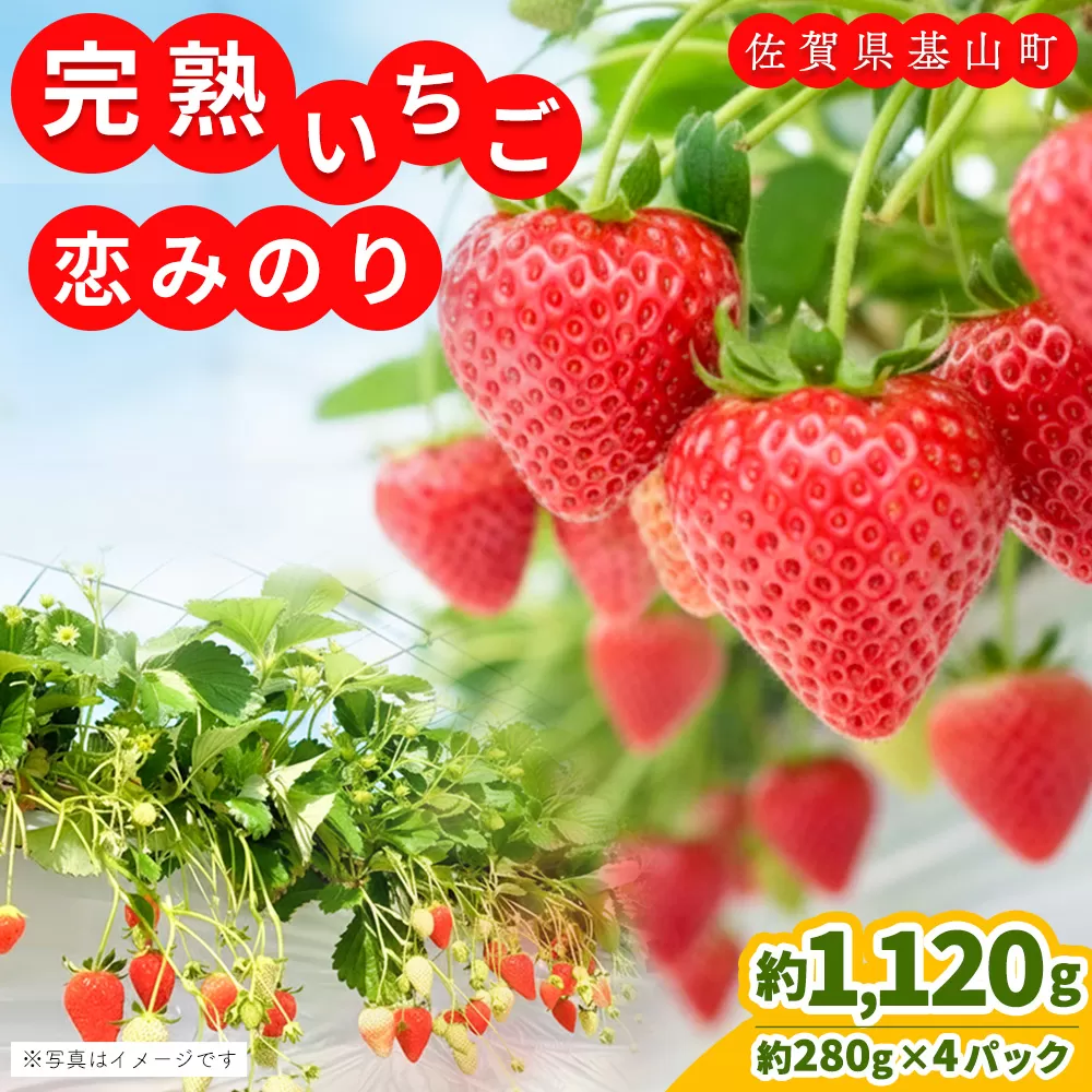 【先行受付 2026年1月より発送】【農場直送!】恋みのり(約280g×4P)【ふるさと納税 基山町産 いちご イチゴ 朝採れ 完熟果】K100008