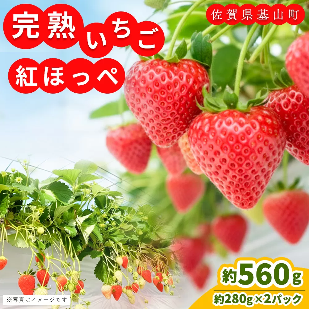 【先行受付 2026年1月より発送】【農場直送！】紅ほっぺ(約280g×2P)【ふるさと納税 基山町産 いちご イチゴ 朝採れ 完熟果】K100005