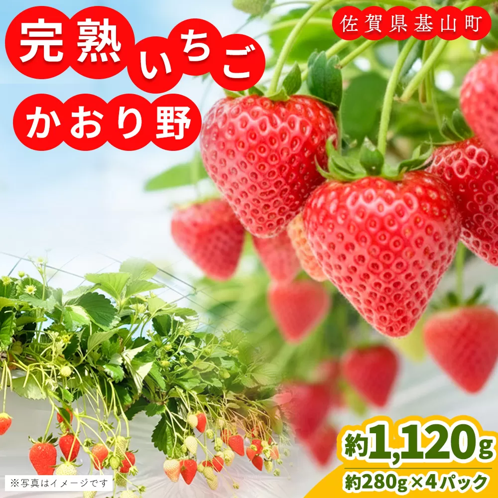 【先行受付 2026年1月より発送】【農場直送!】かおり野(約280g×4P)【ふるさと納税 基山町産 いちご イチゴ 朝採れ 完熟果】K100004