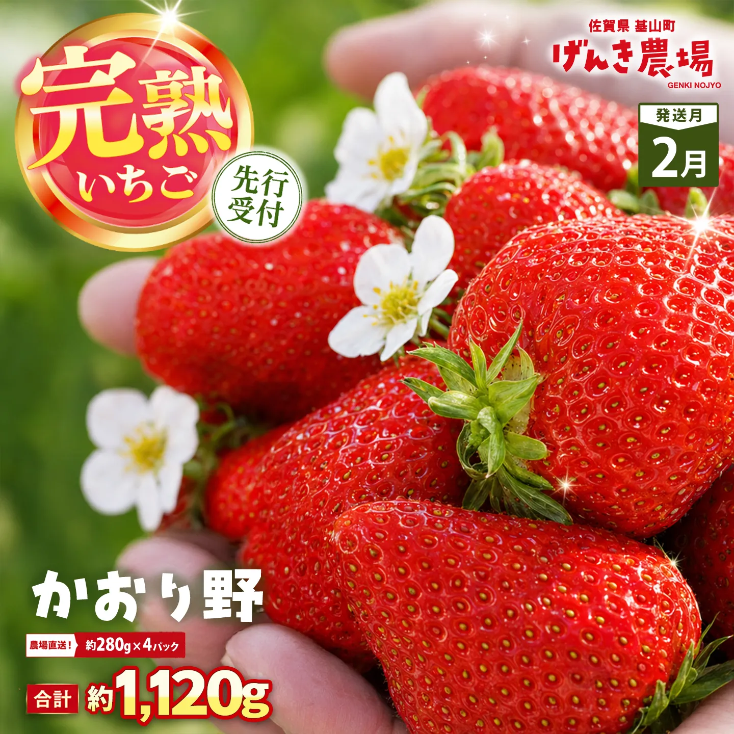 【2027年2月発送】【先行予約】【農場直送！】かおり野(約280g×4P)【ふるさと納税 佐賀県 基山町産 げんき農場 苺 ブランド苺 イチゴ いちご フルーツ 果物 くだもの 美味しい おいしい 甘い ストロベリー 産地直送 朝採れ 完熟果 KBCテレビ「ふるさとwish」で紹介されました】K100082
