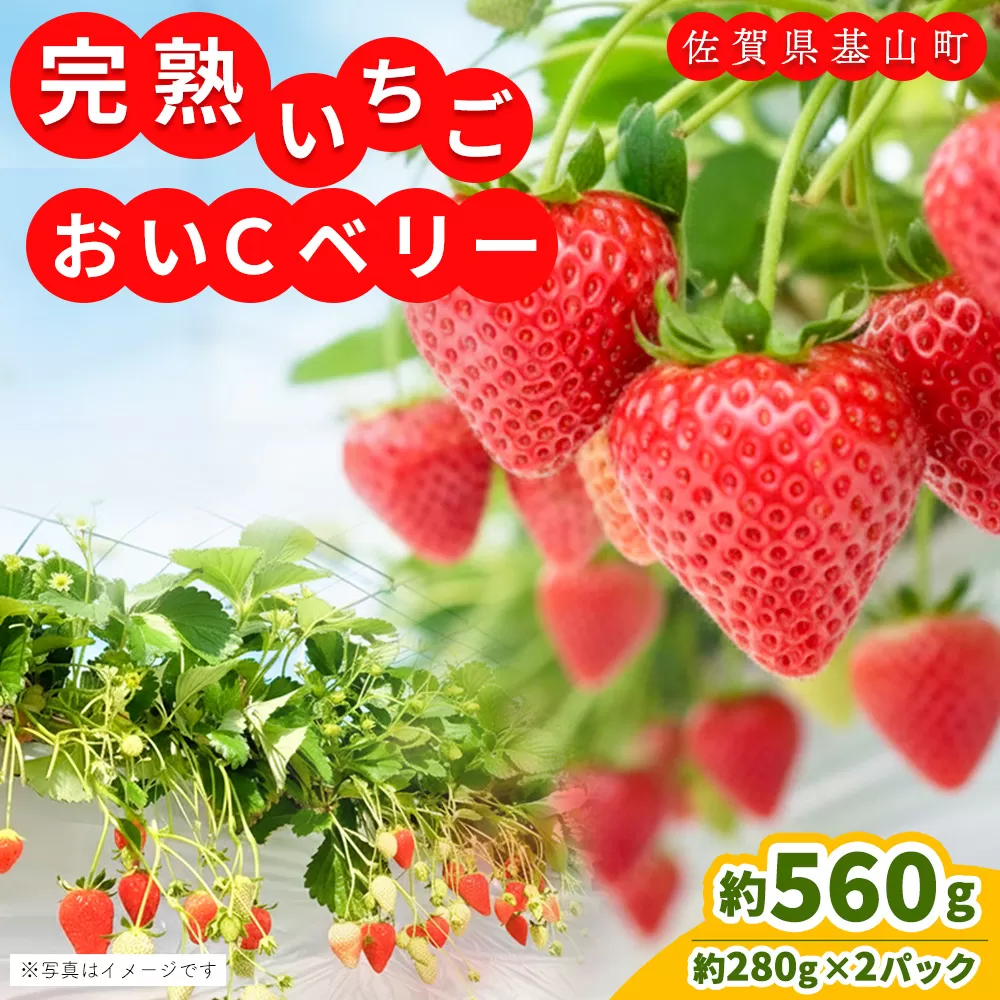 【農場直送いちご】おいCベリー(約280g×2P)【ふるさと納税 基山町産 いちご イチゴ 朝採れ 完熟果 KBCテレビ「ふるさとwish」で紹介されました】K100033