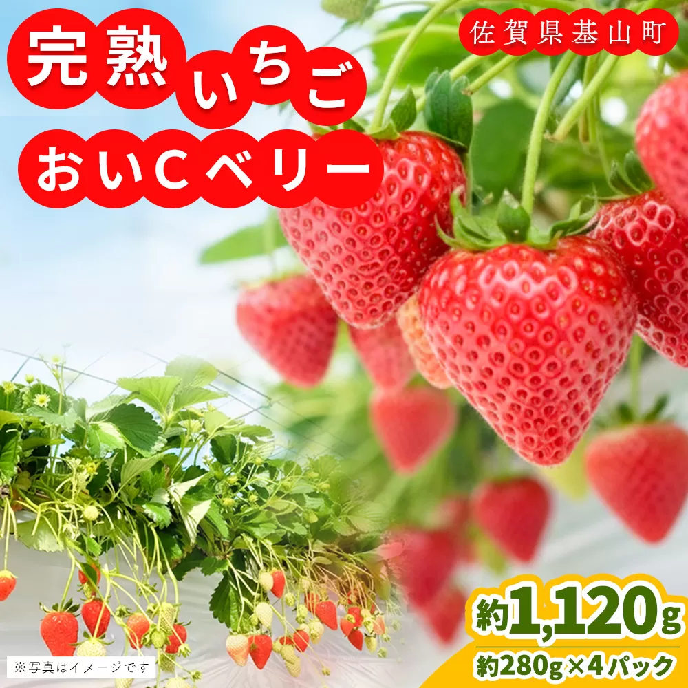 【農場直送いちご】おいCベリー(約280g×4P)【ふるさと納税 基山町産 いちご イチゴ 朝採れ 完熟果 KBCテレビ「ふるさとwish」で紹介されました】K100034