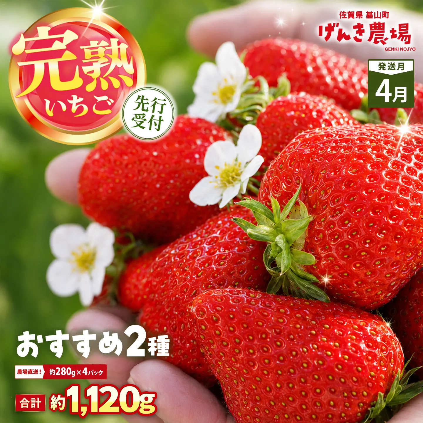 【2027年4月発送】【先行予約】【農場直送！】いちご2品種食べ比べ(約280g×4P)【ふるさと納税 佐賀県 基山町産 げんき農場 苺 ブランド苺 イチゴ いちご フルーツ 果物 くだもの 美味しい おいしい 甘い ストロベリー 産地直送 朝採れ 完熟果 KBCテレビ「ふるさとwish」で紹介されました】K100112
