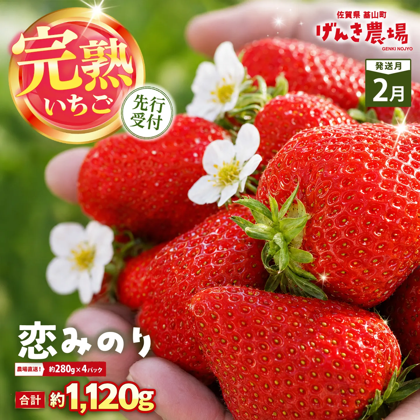 【2027年2月発送】【先行予約】【農場直送！】恋みのり(約280g×4P)【ふるさと納税 佐賀県 基山町産 げんき農場 苺 ブランド苺 イチゴ いちご フルーツ 果物 くだもの 美味しい おいしい 甘い ストロベリー 産地直送 朝採れ 完熟果 KBCテレビ「ふるさとwish」で紹介されました】K100086