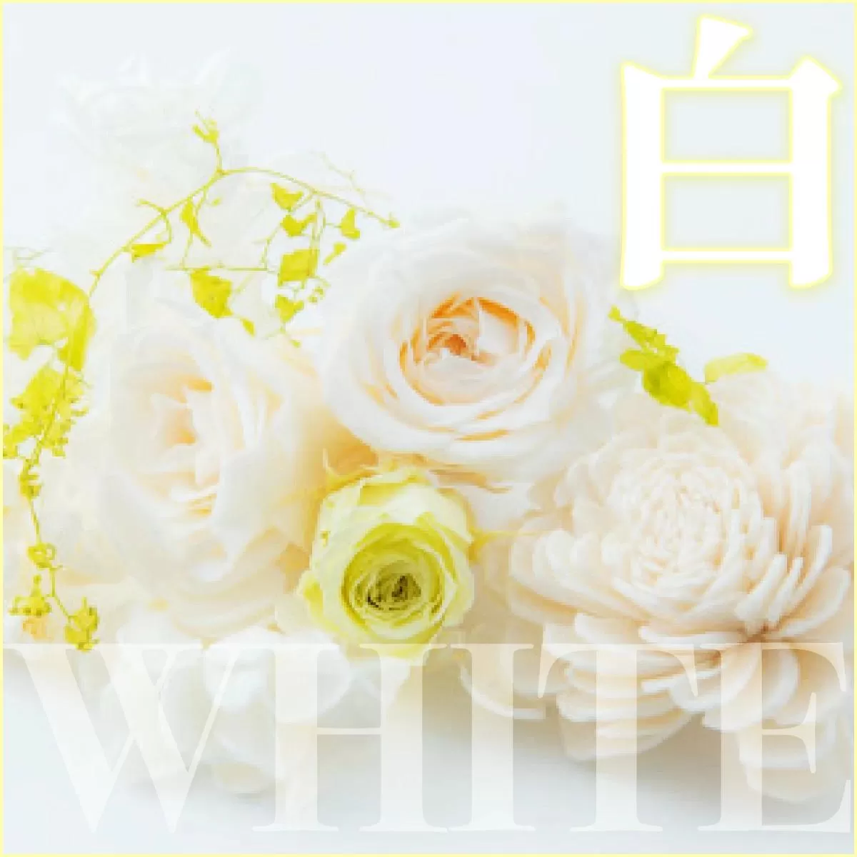 【ガラスケース入り】プリザーブドフラワー【2. 白色】