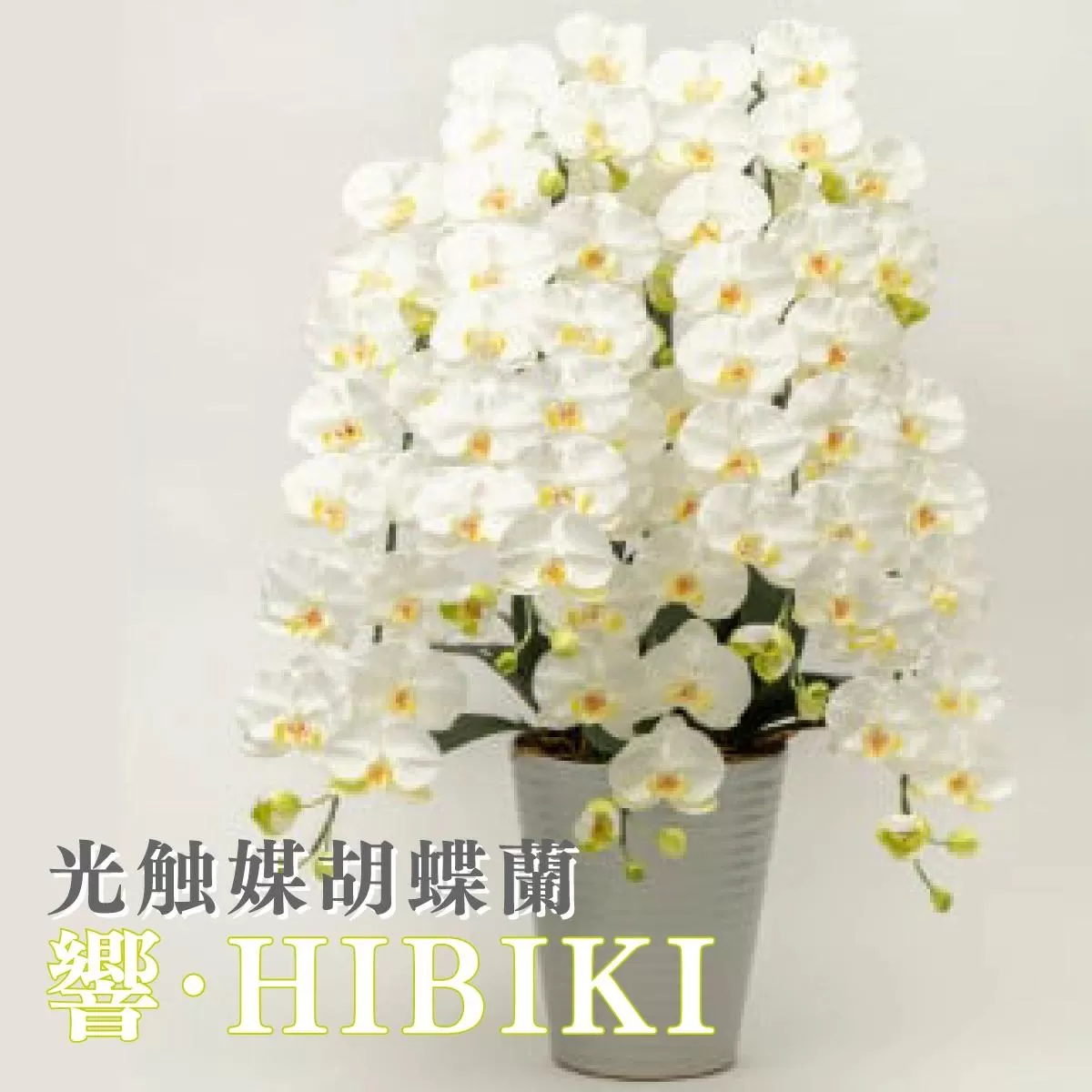 光触媒胡蝶蘭「響(ひびき)」白黄 N-103