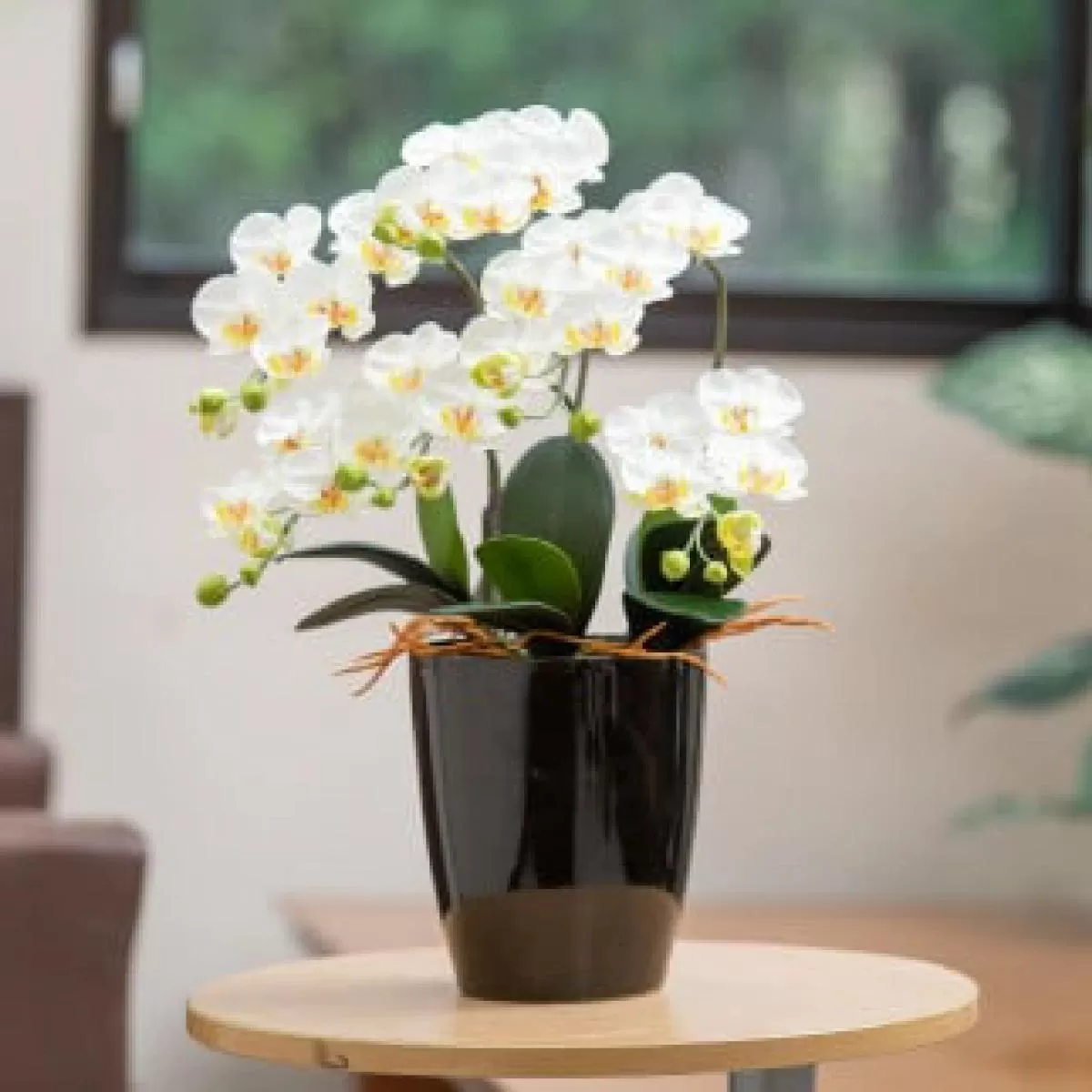 光触媒胡蝶蘭「遥(はるか)」 白黄　D-624