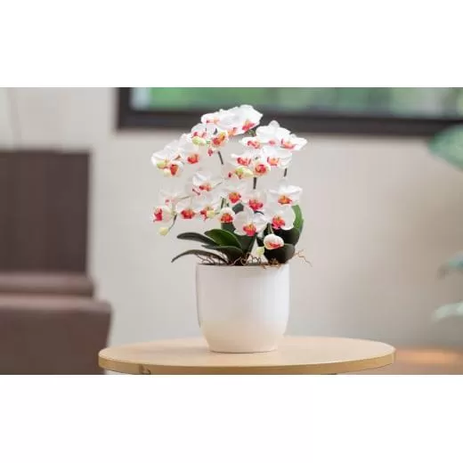 光触媒胡蝶蘭「円(まどか)」白赤 B-1054