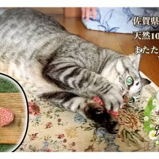 FB105  猫用☆天然100％ 無添加・無農薬またたびパウダー＆蹴りぐるみ1個【定期便6回】
