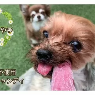 FB137 　【5月～9月発送】犬の無添加おやつ☆お砂糖不使用無添加アイスキャンディ