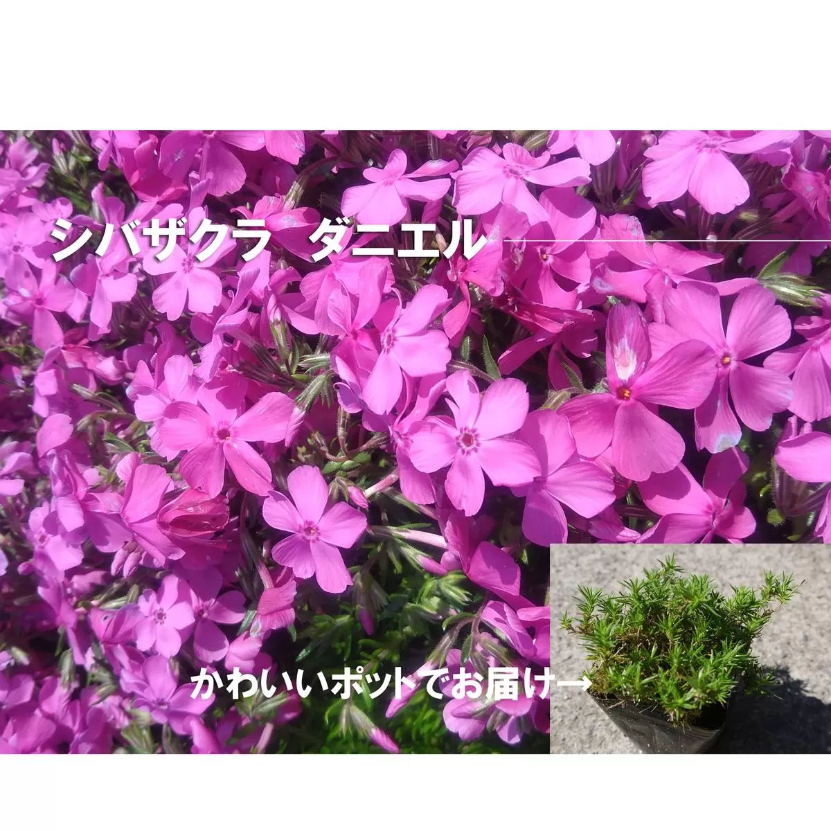 BS151_ シバザクラ　ダニエル10個 花 苗 植物 家庭菜園 花壇 プランター ガーデニング 芝桜