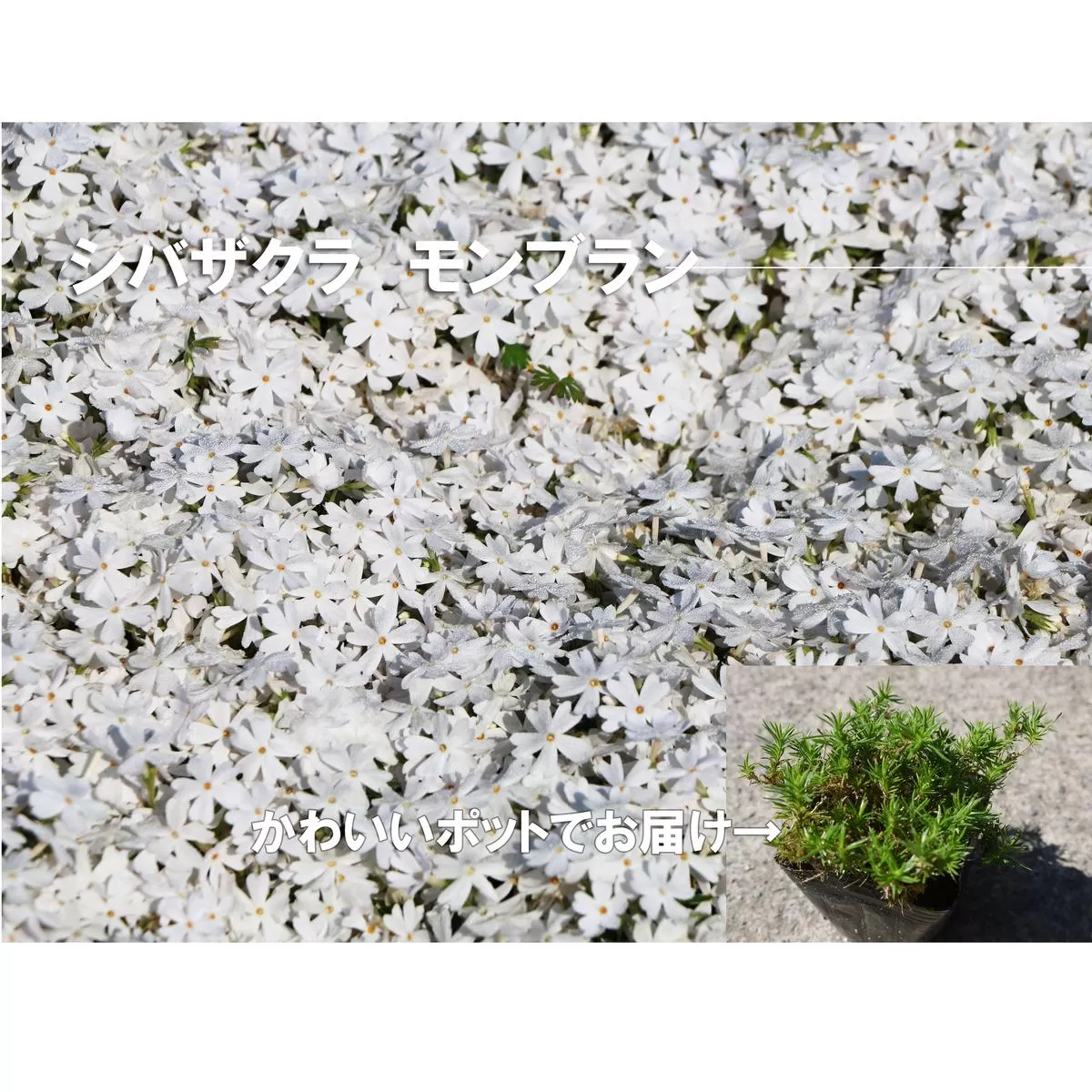 BS152_シバザクラ　モンブラン10個 花 苗 植物 家庭菜園 花壇 プランター ガーデニング 芝桜