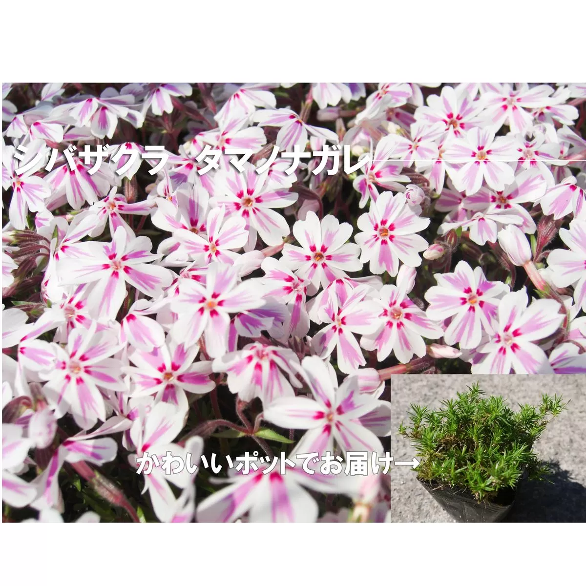 BS153_シバザクラ　タマノナガレ10個 花 苗 植物 家庭菜園 花壇 プランター ガーデニング 芝桜