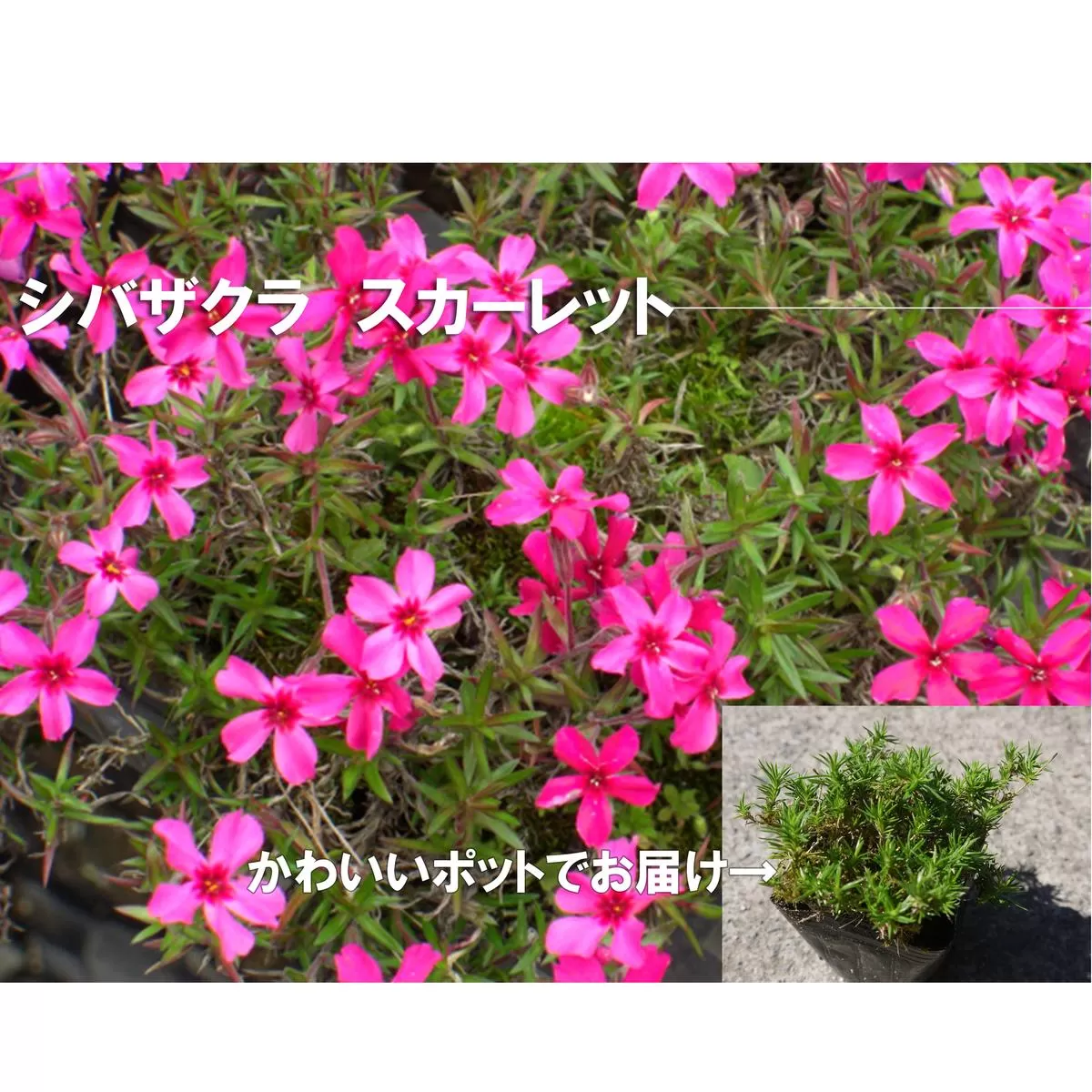 BS154_シバザクラ　スカーレット10個 花 苗 植物 家庭菜園 花壇 プランター ガーデニング 芝桜
