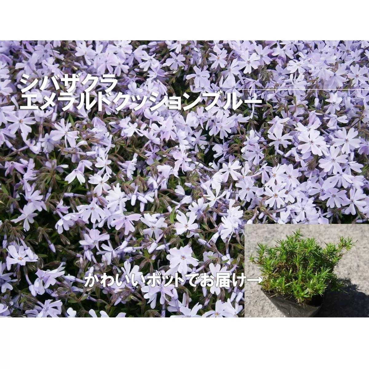 BS155_シバザクラ エメラルドクッションブルー10個 花 苗 植物 家庭菜園 花壇 プランター ガーデニング 芝桜