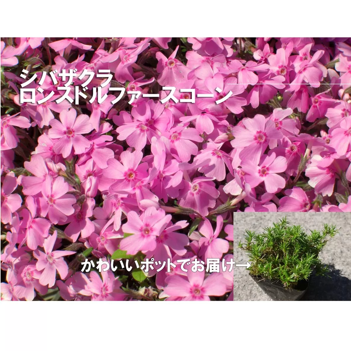BS156_シバザクラ　ロンスドルファースコーン10個 花 苗 植物 家庭菜園 花壇 プランター ガーデニング 芝桜