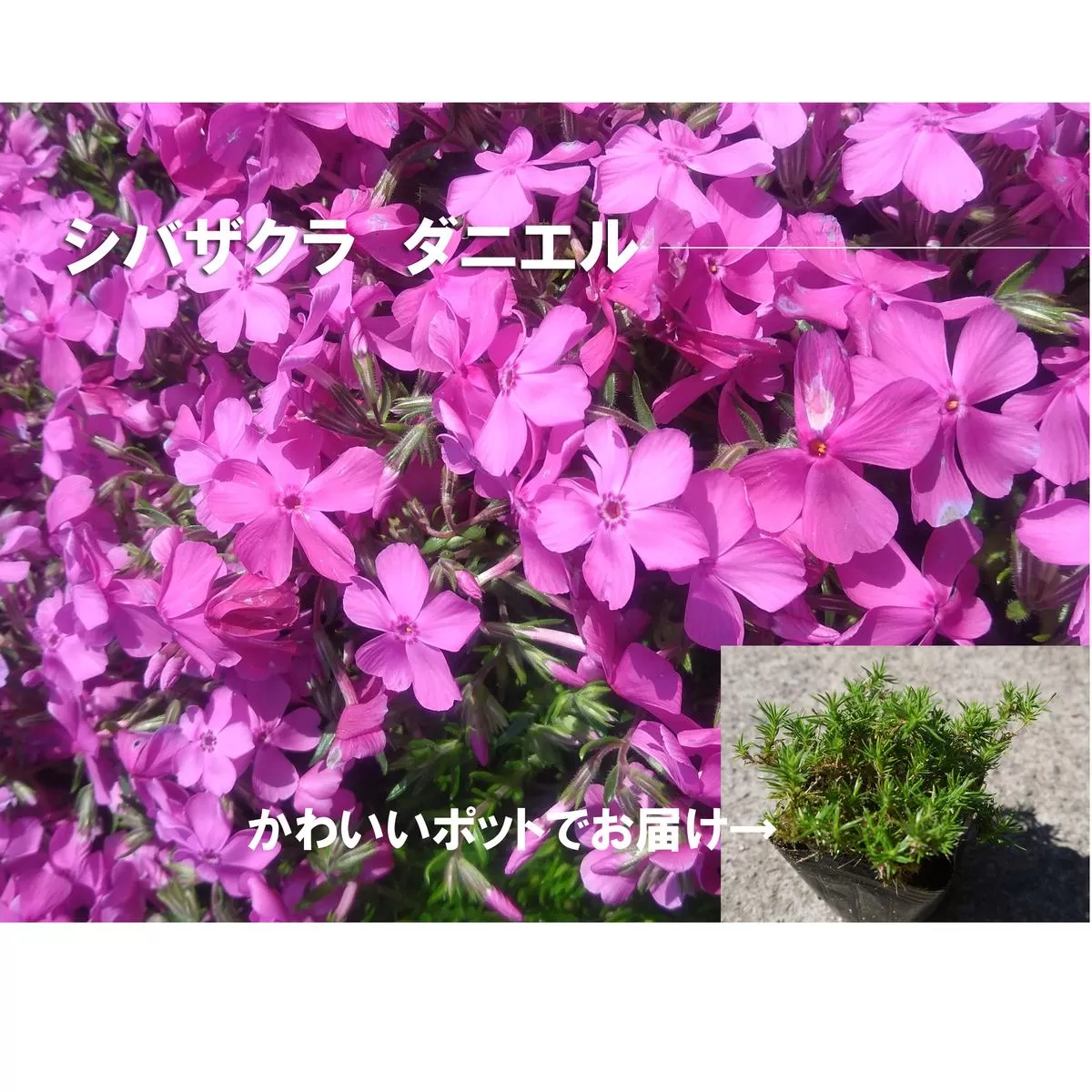 BS157_シバザクラ　ダニエル20個 花 苗 植物 家庭菜園 花壇 プランター ガーデニング 芝桜