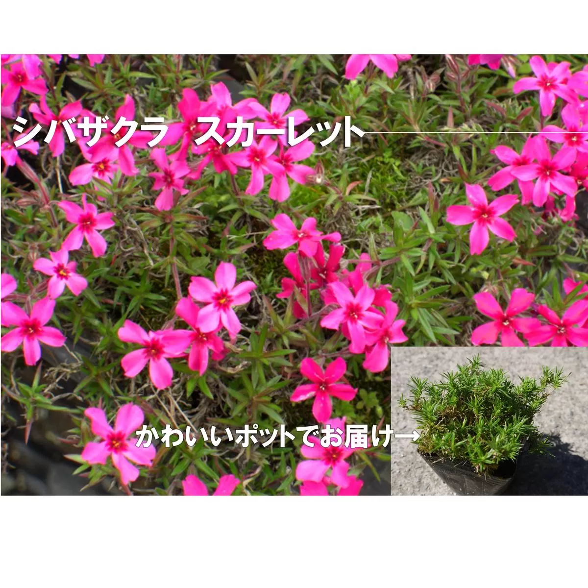 BS160_シバザクラ　スカーレット20個 花 苗 植物 家庭菜園 花壇 プランター ガーデニング 芝桜