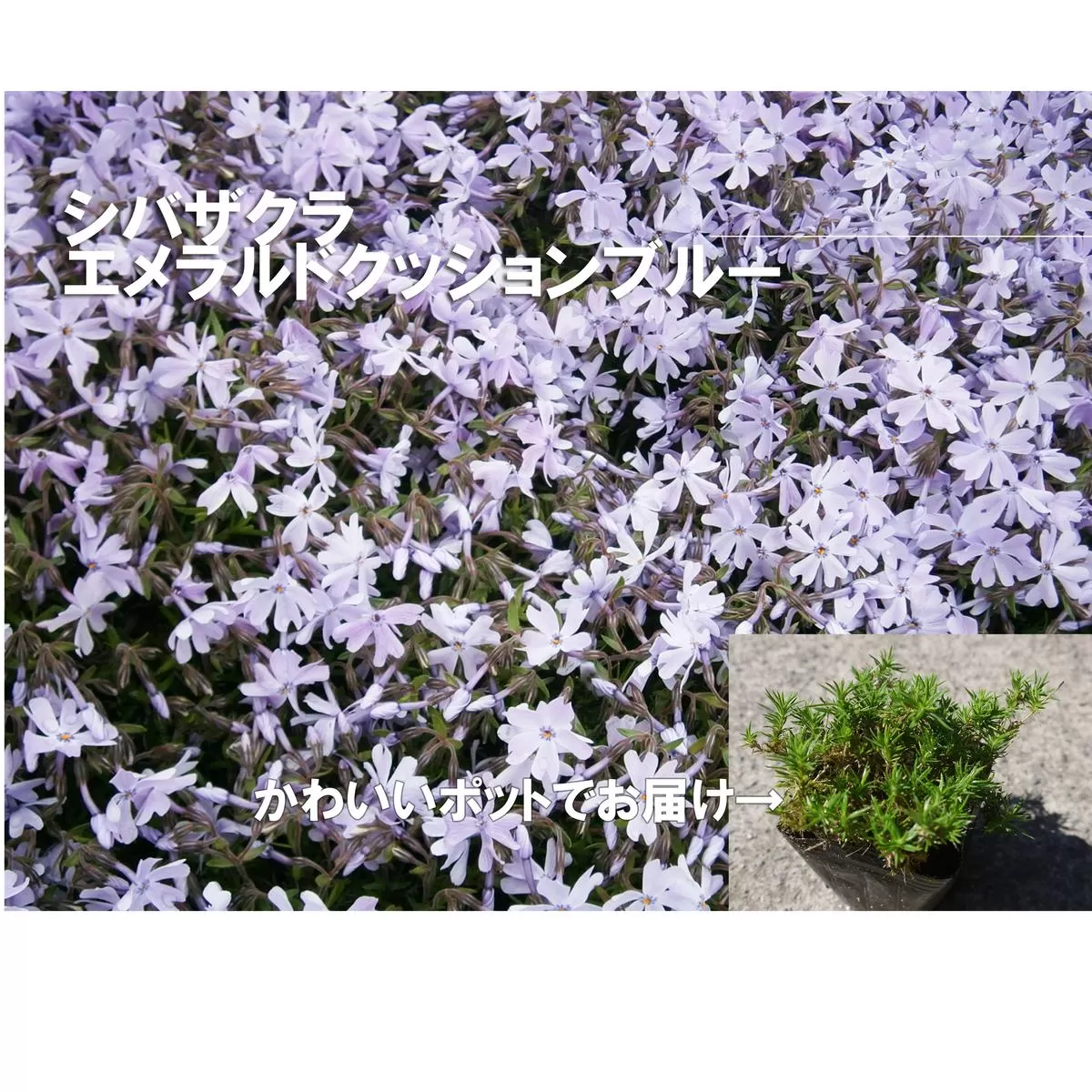 BS161_シバザクラ　エメラルドクッションブルー20個 花 苗 植物 家庭菜園 花壇 プランター ガーデニング 芝桜