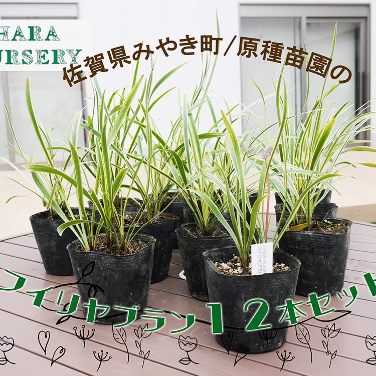 BS147_フイリヤブラン12本セット　花 苗 植物 家庭菜園 花壇 プランター
