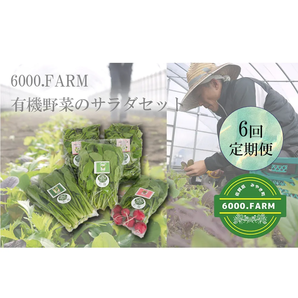 FV019_【６回定期便】6000.FARMの有機野菜のサラダセット