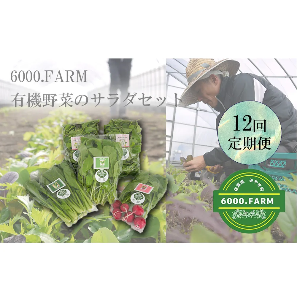 FV020_【12回定期便】6000.FARMの有機野菜のサラダセット　