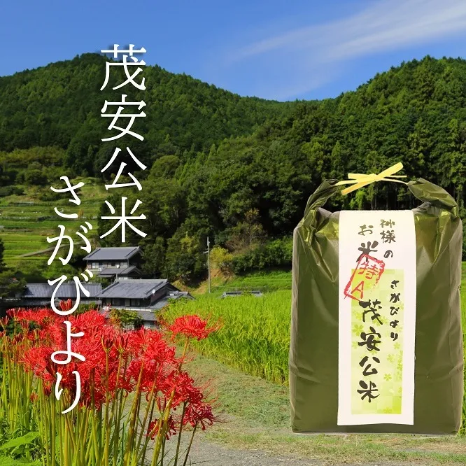 BF029_【令和７年度産新米】 茂安公米 5ｋｇ みやき町産 さがびより【2025年10月中旬過ぎより順次発送】
