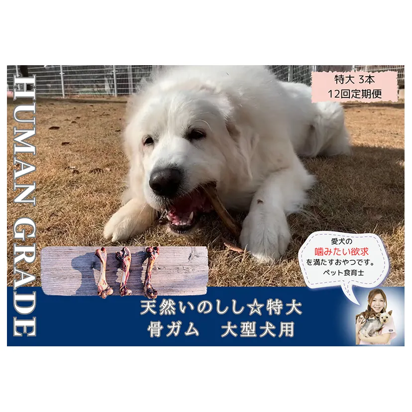 FB180_大型犬向け☆天然いのししの骨ガム3本【定期便】全12回