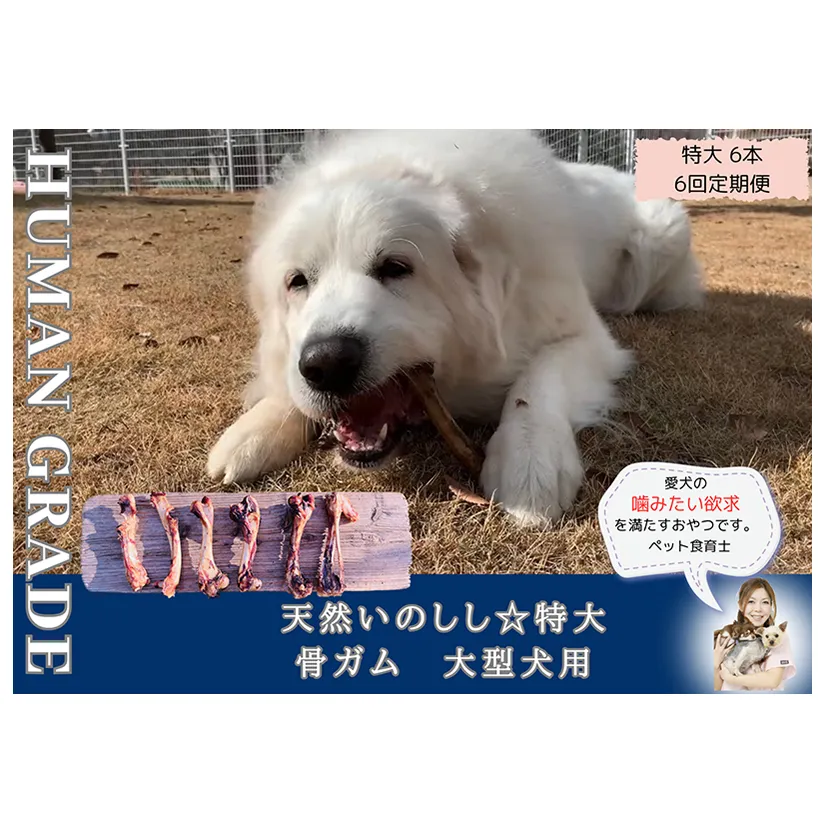 FB182_大型犬向け☆天然いのししの骨ガム6本【定期便】全6回