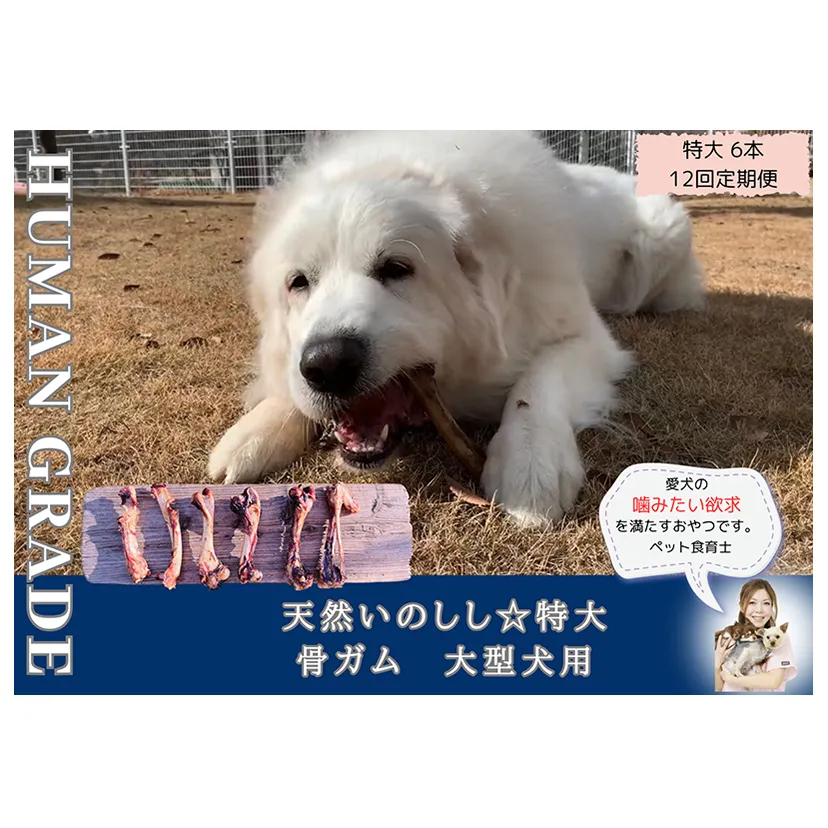 FB183_大型犬向け☆天然いのししの骨ガム6本【定期便】全12回