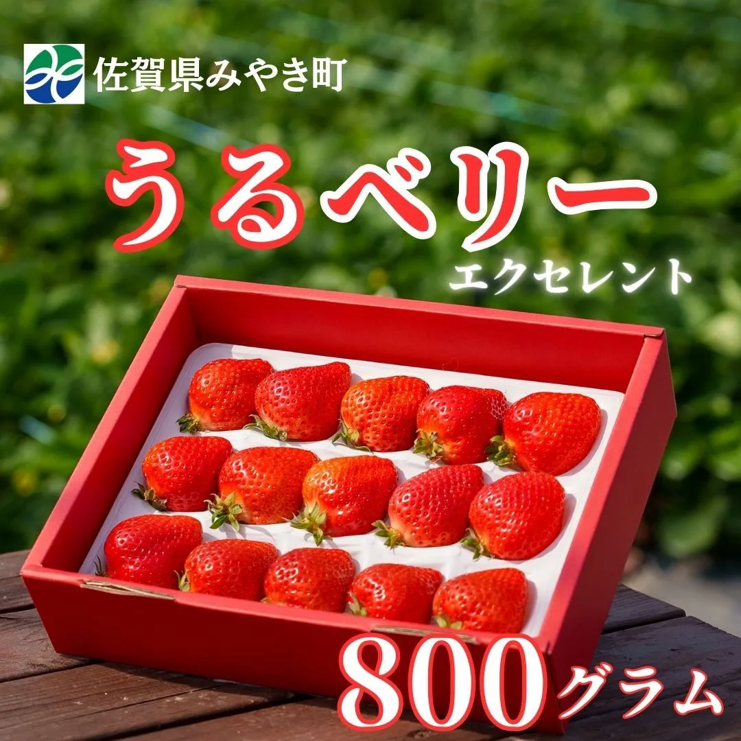 GF004_【2026年12月～4月発送】エクセレント800ｇ