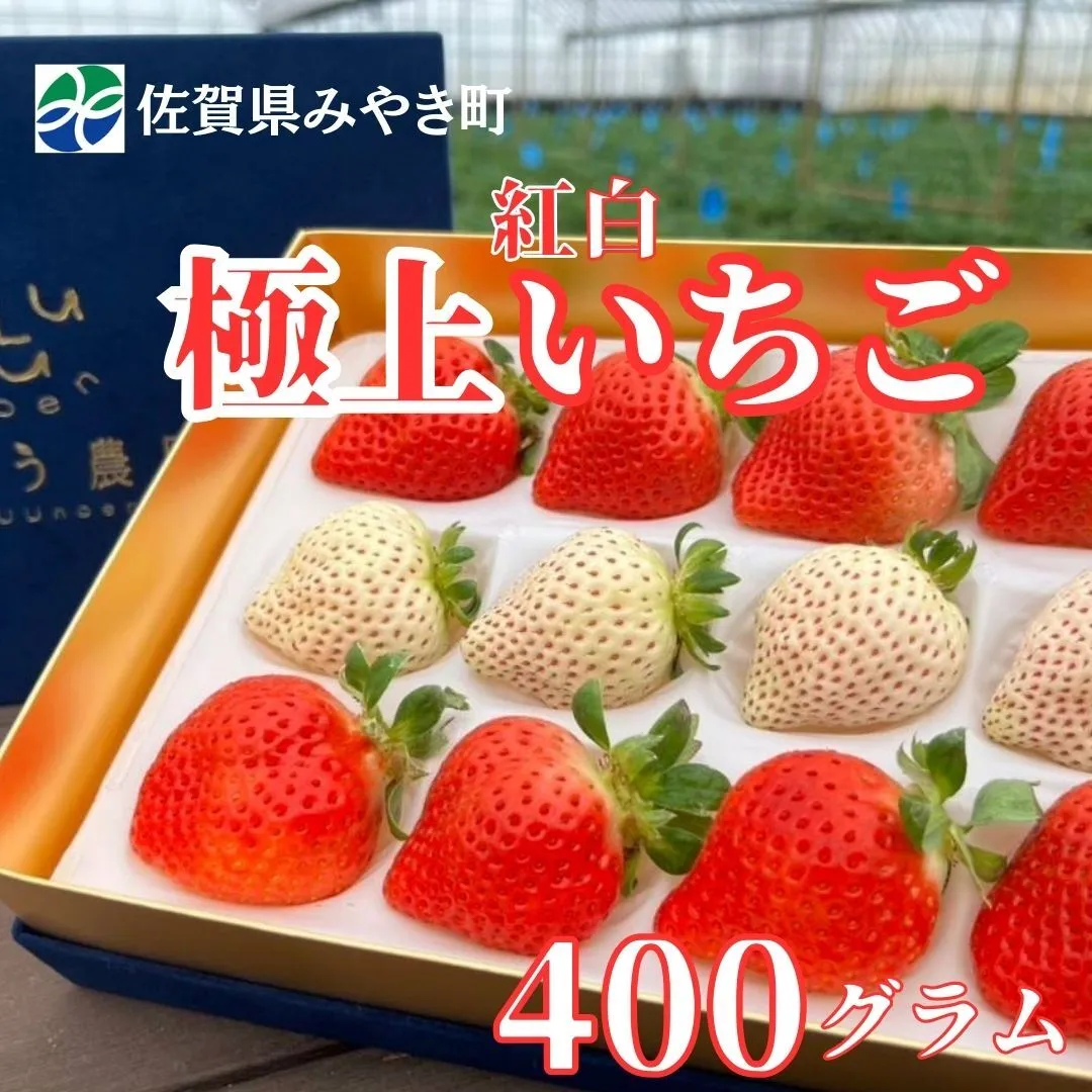 GF006_【2026年12月～4月発送】極上 紅白いちご 400ｇ