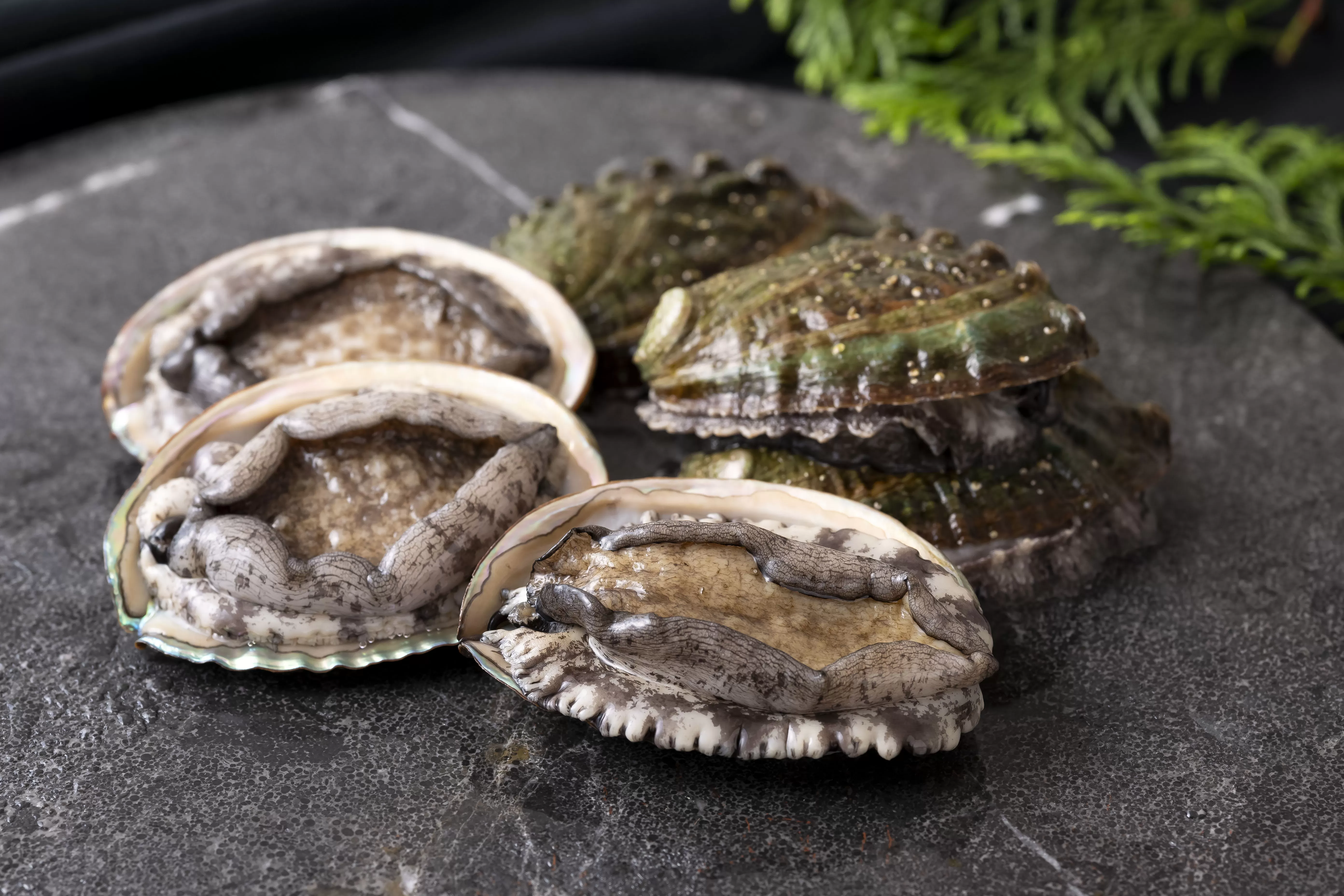 翠巡(すいじゅん)完全養殖佐世保産あわび10個