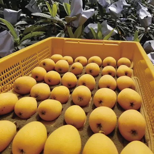 長崎温室栽培びわ(2L･Lサイズ500g)