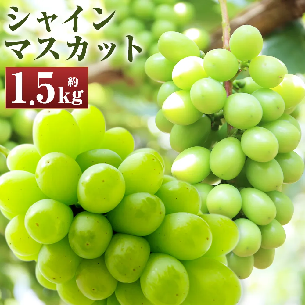 【先行予約】長崎県産 シャインマスカット 約1.5kg ぶどう フルーツ【2027年8月下旬-9月下旬迄順次発送予定】