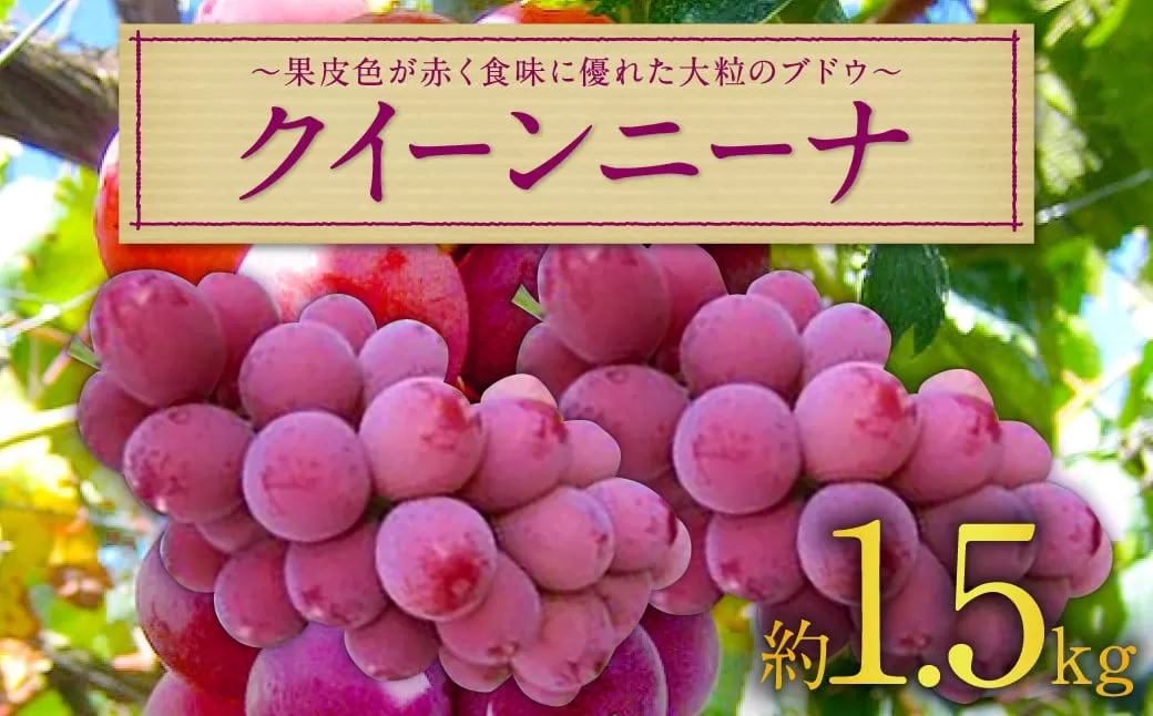 長崎県産 クイーンニーナ 約1.5kg ぶどう 果物 くだもの フルーツ 【2025年9月上旬-9月下旬迄発送予定】