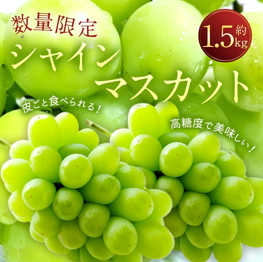 長崎県産 シャインマスカット 約1.5kg ぶどう フルーツ【2025年8月下旬‐9月下旬迄発送予定】