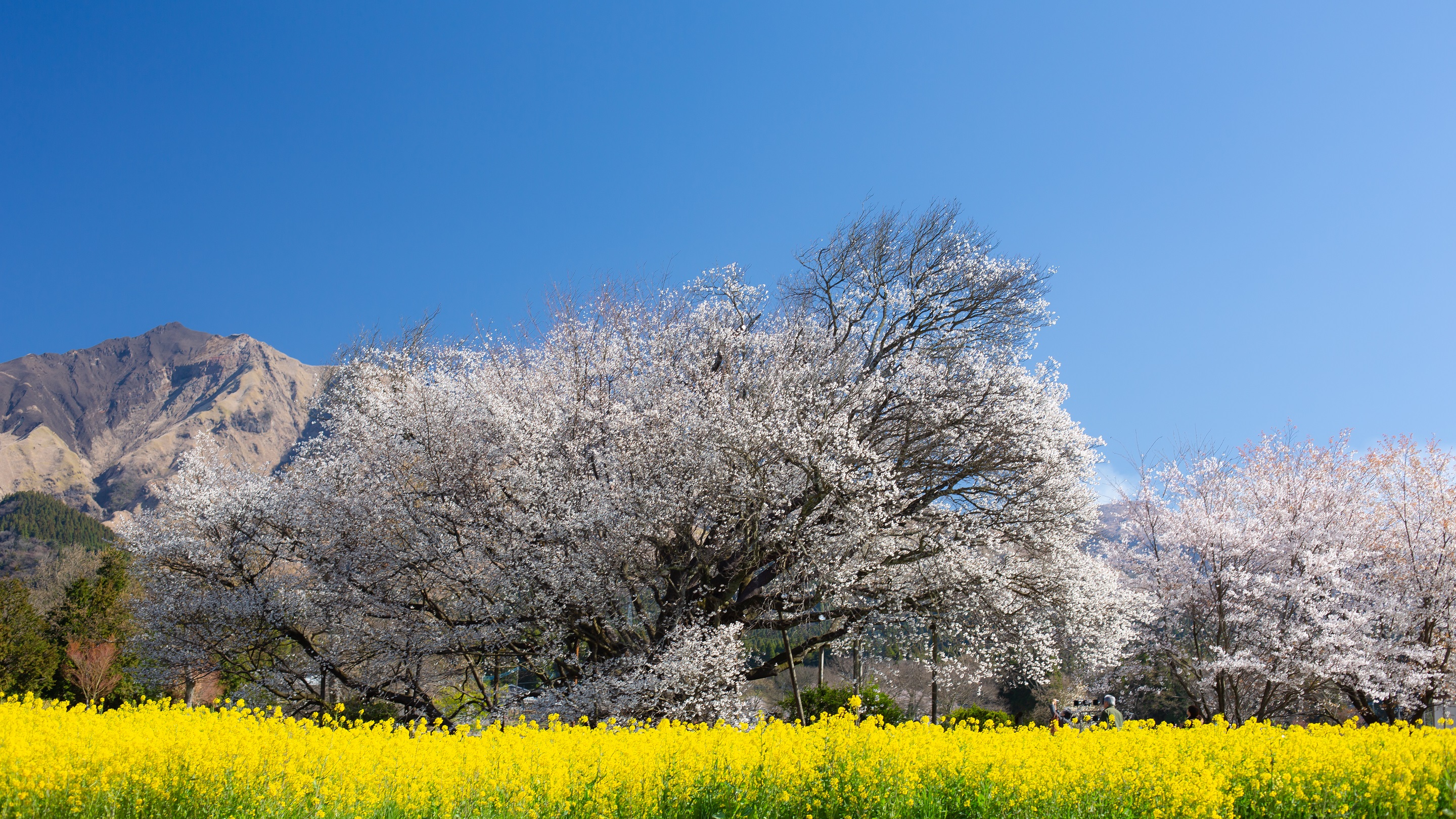 樹齢400年の一本桜「一心行の大桜」
